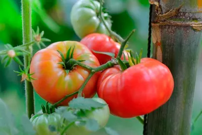 Томат Микадо Розовый сорт среднеранний крупный плотный мясистый очень  вкусный, упаковка 0,15 г: продажа, цена в Обухове. Семена и рассада овощных  культур от \"Агро-магазин \"СВІТЛЯЧОК В.А.М.\"\" - 745166982