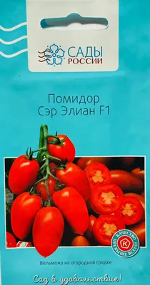 Поздний сорт томата Жираф / Обзор урожая и чем удивил сорт помидор Жираф -  YouTube