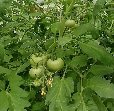 Томат \"Жираф\" ТМ \"Весна\" 0.1г купить почтой в Одессе, Киеве, Украине |  Agro-Market