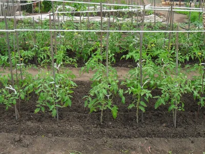 Вкусный Огород: Полив помидоров в открытом грунте