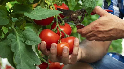 Огородник делится опытом выращивания томатов