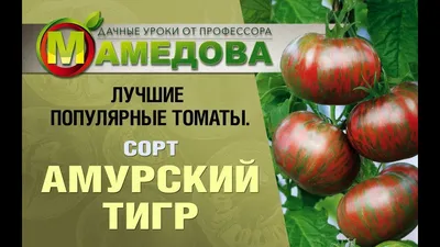 Томат Амурский тигр (биколор) семена - купить с доставкой по России и  Екатеринбургу - интернет магазин семян Томаты Помидоры