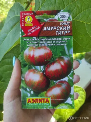 Самые необычные сорта томатов, которые можно вырастить в Средней полосе