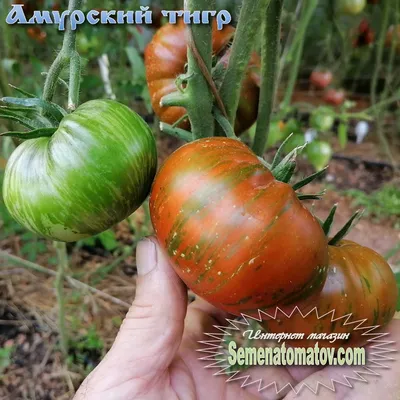 Томат Амурский тигр - Семена Томатов