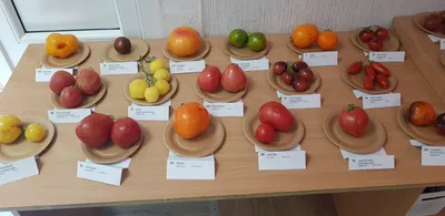 Томат Амурский тигр розовый Агрофирма Аэлита 79096639 купить в  интернет-магазине Wildberries