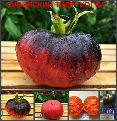 001 Амурский тигр - Интернет магазина Якова Байдака
