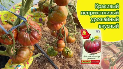 Семена томата Аэлита \"Амурский тигр\" - «Томаты Амурский тигр - красивый  сорт от всхожести до зрелых плодов» | отзывы
