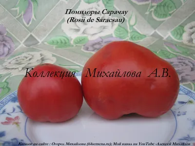 Томат Амурский тигр розовый завалит урожаем и не только... Tomato Amur  tiger pink - YouTube