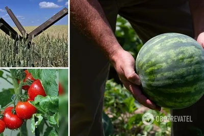 Зеленые помидоры купить в Fruitonline