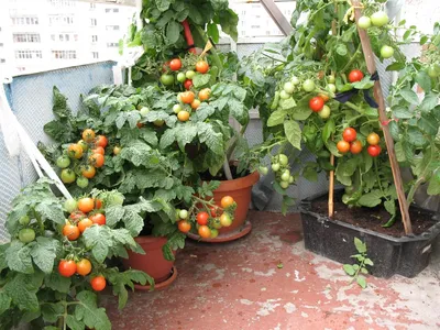 Сорт томатов Балконное чудо, описание, характеристика и отзывы, а также  особенности выращивания