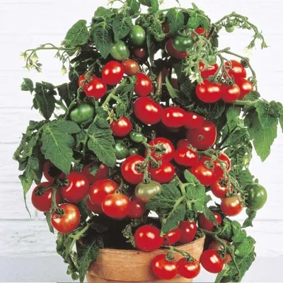 Семена томатов (помидор) Балконное Чудо купить в Украине | Веснодар