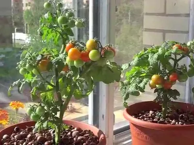 Томат Балконное чудо: описание и характеристика этого сорта помидоров,  особенности выращивания в открытом грунте и в домашних условиях