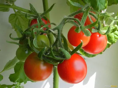 Набор семян Томат Балконное чудо 0.1 г - 2 уп., семена Томатов для посадки,  помидор для открытого грунта | AliExpress