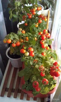 Отзыв о Низкорослый томат \"Балконное чудо\" | Мини огород на балконе