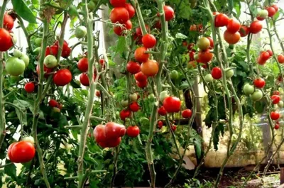 Томаты Нетипичный Фермер томатов - купить по выгодным ценам в  интернет-магазине OZON (898101663)