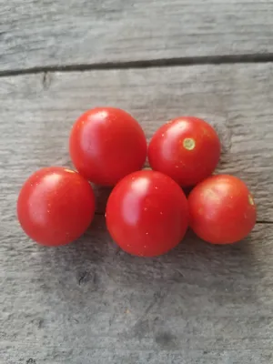 Семена помидоров Томат Балконное чудо золотое 0.2 г (Семена Украины)  (4820069484025) – отзывы покупателей | ROZETKA