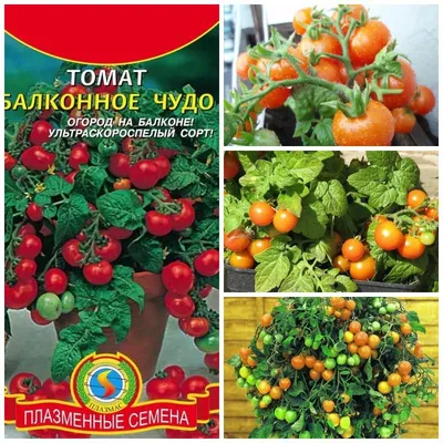 Семена Томат \"Балконное чудо\", ультраскороспелый, 20 шт (2746477) - Купить  по цене от 19.60 руб. | Интернет магазин SIMA-LAND.RU