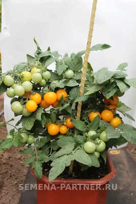 Балконное чудо: топ-5 сортов томатов для выращивания в квартире |  Выращивание овощей, Календарь садовода, Выращивание помидоров