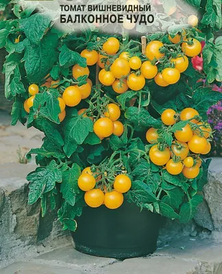 Семена Томат Балконное Чудо (желтое): описание сорта, фото - купить с  доставкой или почтой России