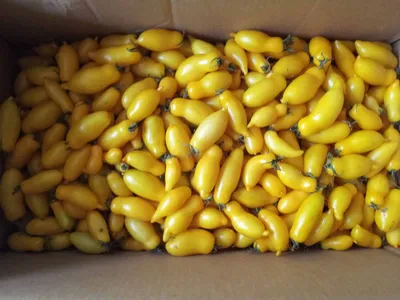 Томат Банановые Ноги (семена) купить по цене 153.09 ₽ в интернет-магазине  KazanExpress