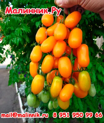 Необычные сорта томатов: «Аурия», «Банановые ноги» и «Белая королева»