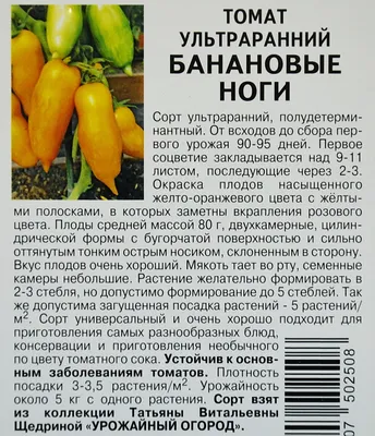 Semena Partner - Банановые ноги.☝🍌🍌🍌 Золотая стена томатов неподражаемой  формы и окраса. Великолепная картина, запечатленная в начале августа 2018  года, согревает и радует глаз и сейчас, когда за окошком снег ❄️и холодный