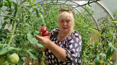 Томаты (помидоры), семена \"Банановые ноги\" — купить в Красноярске. Овощи на  интернет-аукционе Au.ru