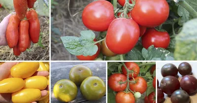Сорта оранжевых помидор: желтые томаты - сорта и гибриды - Agro-Market
