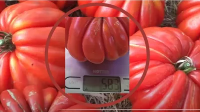 Биф-томаты, что это за растения. Мясные, любимые Биф-томаты | Огородник из  Сибири | Дзен