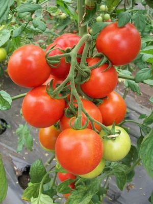 Томаты «Благовест» F1 и «Верлиока плюс» F1 | Гидропонное садоводство,  Огородничество, Выращивание помидоров