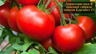Характеристики и описание гибрида томатов Благовест F1 - YouTube