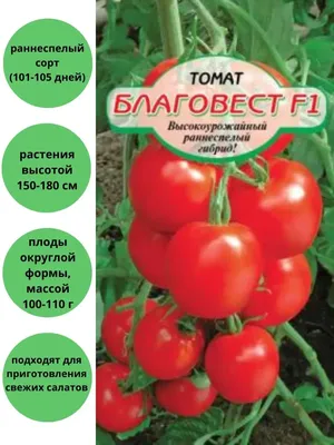 Семена овощей Гавриш томат Благовест F1 12 шт. – купить в Алматы по цене  405 тенге – интернет-магазин Леруа Мерлен Казахстан