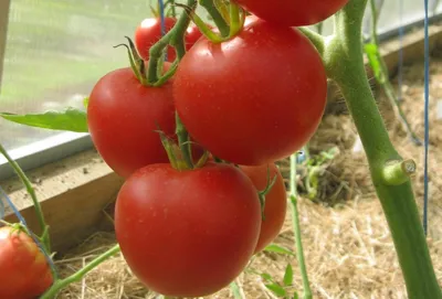 Семена томат Благовест F1 12 шт. — купить в интернет-магазине по низкой  цене на Яндекс Маркете