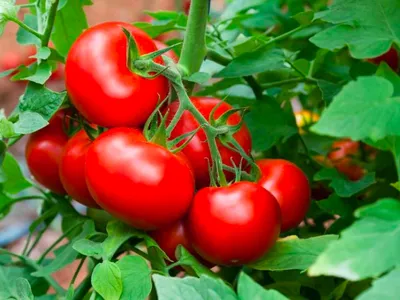 Благовест F1 - Б — сорта томатов - tomat-pomidor.com - отзывы на форуме |  каталог