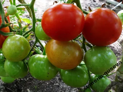 Томат Благовест надежный урожайный гибрид для теплицы. Обзор сортов томатов  - YouTube