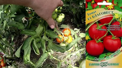 Благовест F1 - Б — сорта томатов - tomat-pomidor.com - отзывы на форуме |  каталог