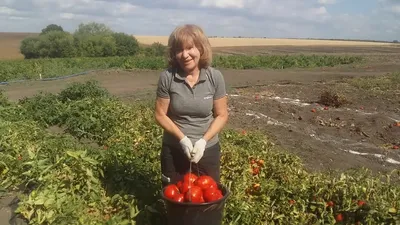 09.09.2020 Томат Бобкат F1. - YouTube