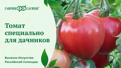 БОЛЬШАЯ МАМОЧКА - набирающий популярность томат от \"Гавриш\". Сладкие  мясистые плоды. Ранний сорт. - YouTube