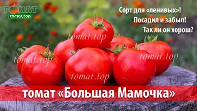 Томат Большая Мамочка. Обзор сорта Большая мамочка. Отзыв о томате Большая  Мамочка от фирмы Гавриш - YouTube