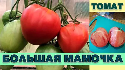 ТОМАТ БОЛЬШАЯ МАМОЧКА - НЕПРИХОТЛИВЫЙ НИЗКОРОСЛЫЙ УСТОЙЧИВЫЙ К ЗАБОЛЕВАНИЯМ  СОРТ - YouTube