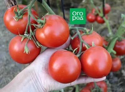 Семена Томат \"Большая мамочка\", очень ранний, 0,05 г (1774630) - Купить по  цене от 24.90 руб. | Интернет магазин SIMA-LAND.RU