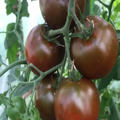 Черные помидоры: вкусно или дань моде - полезные статьи о садоводстве от  Agro-Market