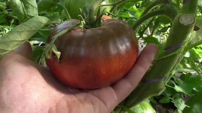 Черные помидоры: вкусно или дань моде - полезные статьи о садоводстве от  Agro-Market