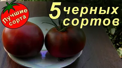 Семена Томат F1 Черная гроздь НК\"Русский огород\" - «🖤🍅Необычные чёрные  помидоры практически без ухода покорили соседей! Томат Чёрная  гроздь—действительно гроздь!» | отзывы