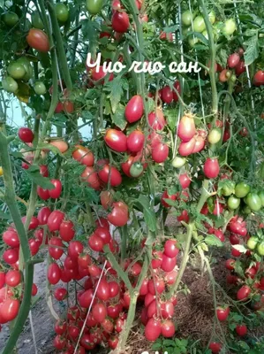 Семена Гавриш томат Чио-чио-сан - «Томат Чио-Чио-Сан 🍅 Таких гигантских  кистей я ещё не видела! Очень урожайная сливка для консервирования. » |  отзывы