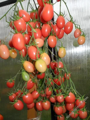 Семена Гавриш томат Чио-чио-сан - «Томат Чио-Чио-Сан 🍅 Таких гигантских  кистей я ещё не видела! Очень урожайная сливка для консервирования. » |  отзывы