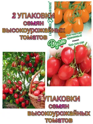 ✓ Семена Томат Чио-чио-сан, 0,05г, Гавриш, Семена от автора по цене 38 руб.  ◈ Большой выбор ◈ Купить по всей России ✓ Интернет-магазин Гавриш ☎  8-495-902-77-18