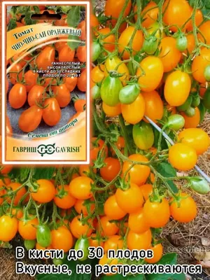 Семена томат Гавриш Чио-чио-сан 58091 - характеристики и описание на  Мегамаркет