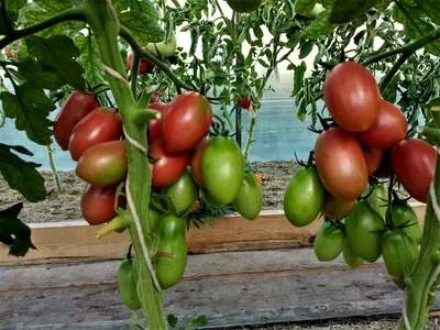 Семена Гавриш томат Чио-чио-сан - «Томат Чио-Чио-Сан 🍅 Таких гигантских  кистей я ещё не видела! Очень урожайная сливка для консервирования. » |  отзывы