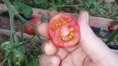 Томат \"Чио-Чио-Сан\" - удивительная гармония вкуса | Я не сдамся без боя. |  Дзен